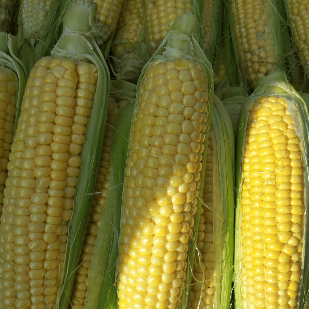 Premium Sweet Corn 4 Pieces